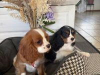 Cavalier King Charls Spaniel Welpen mit Stammbaum