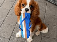 Cavalier King Charls Spaniel Hündin mit Stammbaum