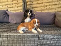Cavalier King Charls Spaniel Welpen mit Stammbaum