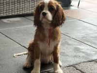 Cavalier King Charls Spaniel Welpen mit Stammbaum