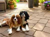 Cavalier King Charls Spaniel Welpen mit Stammbaum