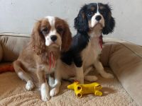 Cavalier King Charls Spaniel Welpen mit Stammbaum