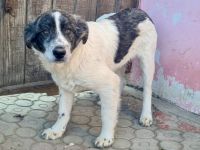 Jamy ist auf der Suche nach seinem Heim