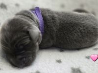 Wunderschöne Labrador ähnliche Welpen abzugeben 7 grau/silber & 3 schwarz