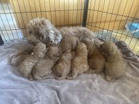 reinrassige Kleinpudel Welpen red-apricot