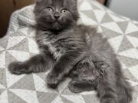 Taktile, menschenbezogene Kätzchen suchen ein liebevolles Zuhause. Sie verbringen sehr gerne Zeit mi