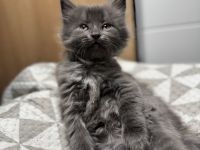 Mix aus Heilige Birma und Maine Coon