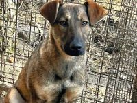 Resi - sucht geduldige erfahrene Menschen in ruhigem Umfeld