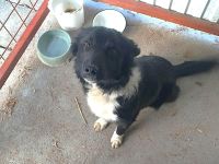 Daisy - sucht erfahrene Hundemenschen