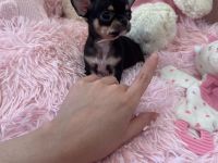 XXS Chihuahua