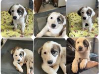 Tatsi, Laura Bassi, Gesine, Babis und Einstein 5 Geschwister suchen ihr Zuhause