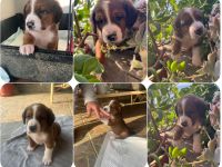 Bear - kleiner Kämpfer sucht sein großes Glück