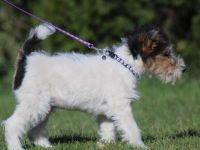 Drahthaar Foxterrier Welpe/Rüde