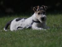 Drahthaar Foxterrier Welpe/Rüde