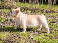 Wunderschöne, fluffy französische Bulldoggenwelpen