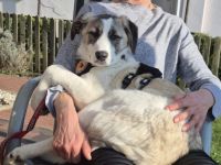 Greta - sensibel und freundlich