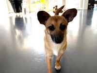 Kim - aussergewöhnliche Hundedame