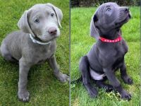 Reinrassige Labrador Welpen 11Wochen - mit Ahnentafel und EU-Heimtierausweis - noch 2 verfügbar