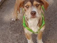 Valerio, a.d.Tierschutz, sucht liebes Happy-Home