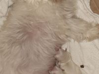 Süße Malteser Welpen suchen liebevolles Zuhause