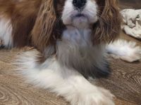 Cavalier King Charles Spaniel Welpen, Rüden und Hündinnen.