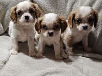 Cavalier King Charles Spaniel Welpen, Rüden und Hündinnen.