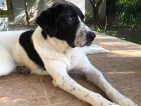 Maya - Hütehündin mit Herz!