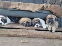 Welpen Germanischer Bärenhund x Pyrenäen Berghund