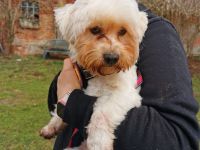 Smiljan - Westie-Fans gesucht