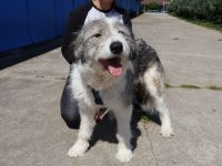 Schüchterne Lykke: Traumhund für geduldige Zweibeiner!