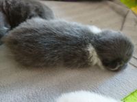 1 Kater und 1 Katze BKH Mix Colourpoint und Bicolor