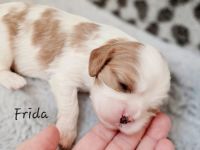 Cavalier King Charles