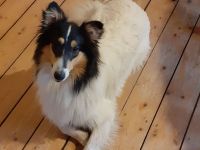 Traumhafter, liebevoller, sensibler Collierüde mit großem Herz (Deckrüde)