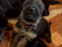 Deutsche Schäferhund Hündinnen suchen neues zu Hause