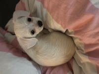 Malteser Chihuahua Welpe weiblich