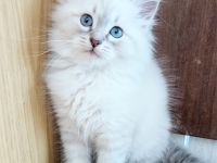 Reservierung geöffnet Reinrassige Neva Masquerade Kitten (14.03.2026)