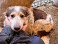 Wer schenkt Sally ein liebevolles Zuhause und sein Herz?