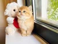 Reinrassige BKH Kitten von Champion Eltern