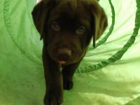 Labradore aus dem Sternwald