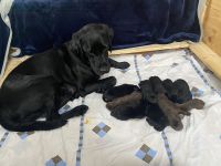 Labradore aus dem Sternwald