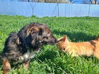 Josie, nett und freundlich