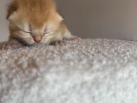 Bkh kitten golden black shaded