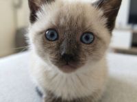 Reinrassige Siam-Kitten (Seal Point) – Verschmust & Zuckersüß!