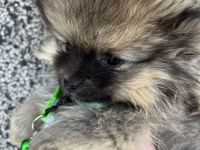 Wunderschönes Zwergspitz (Pomeranian) Mädchen