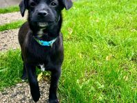 Patterdale Terrier