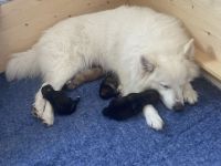 C-Wurf von den Schwanenspitzen