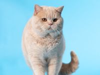 Großer Internationaler Champion Katalena´s Dax vom Haus am Ring - creme