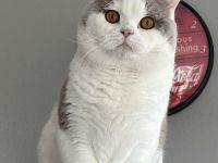 Felix vom Haus am Ring lilac-weiß