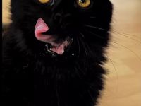 Liebevolles Zuhause für zwei junge Kater gesucht PREIS VB