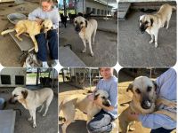 Brunella – freundliche Hündin mit Her